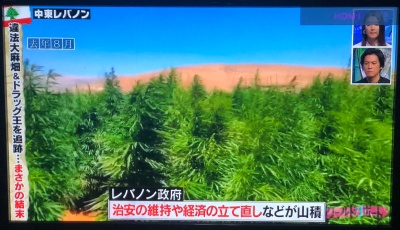 有吉ワールドリポートレバノンの回画像